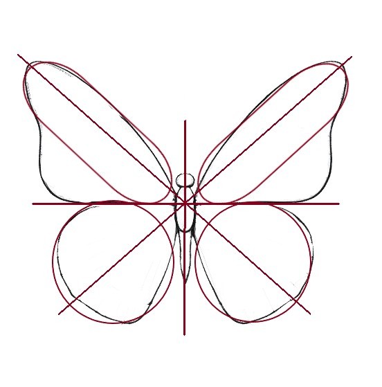 How To Draw A Butterfly 1