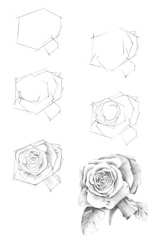 Rose Drawing Reference 1