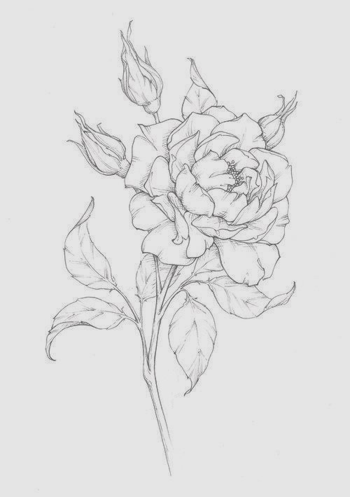 Rose Drawing Reference 19