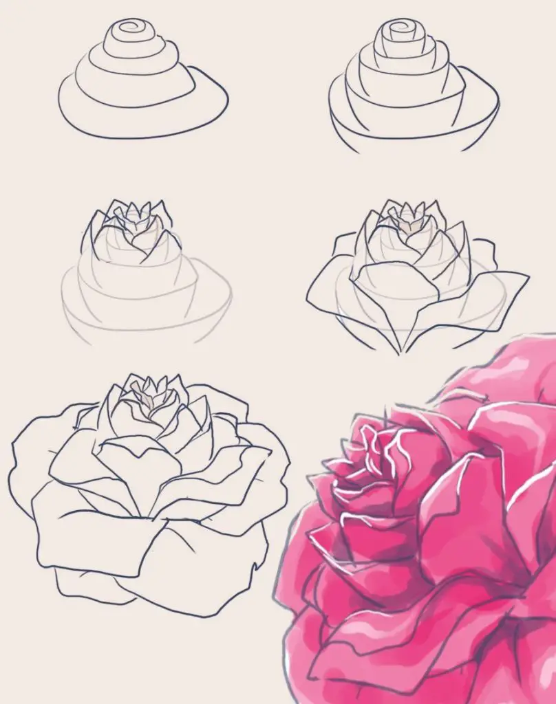Rose Drawing Reference 3 808x1024