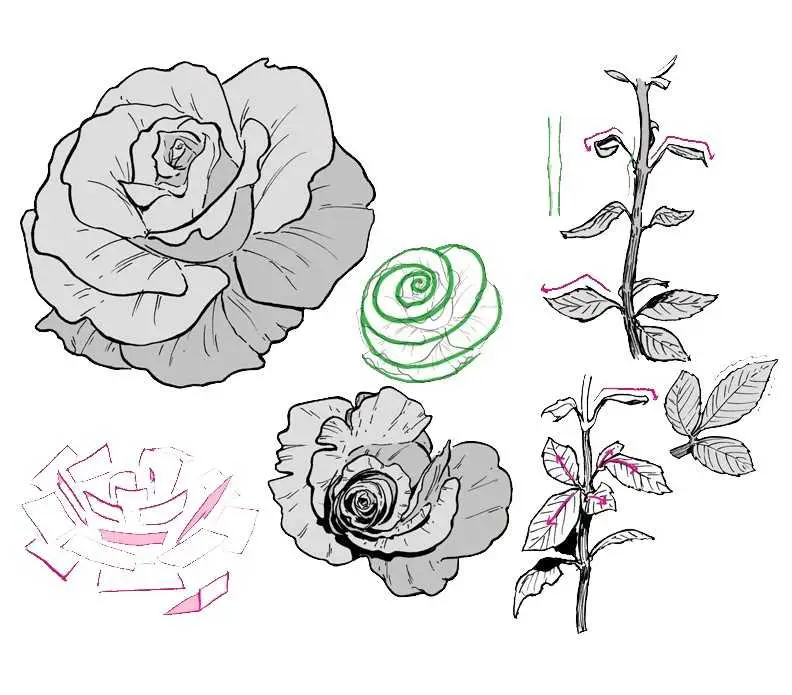 Rose Drawing Reference 4